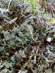 Cladonia multiformis