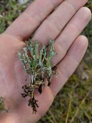Cladonia multiformis