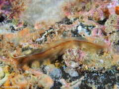 Enchiridium magec