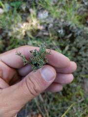 Cladonia multiformis
