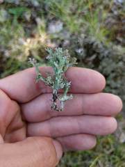 Cladonia multiformis