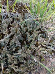 Cladonia multiformis