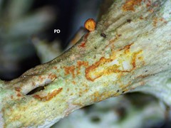 Cladonia multiformis