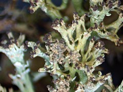 Cladonia multiformis