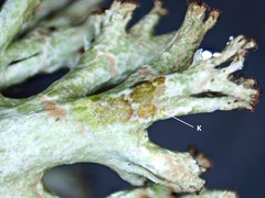 Cladonia multiformis