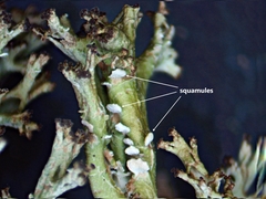 Cladonia multiformis