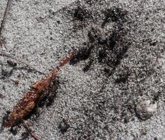 Myrmicaria nigra