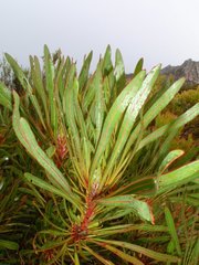 Protea longifolia