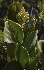 Olea capensis capensis