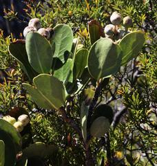 Olea capensis capensis