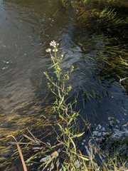 Symphyotrichum lanceolatum lanceolatum