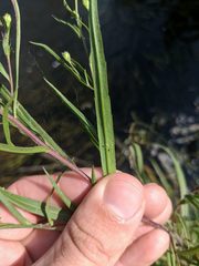 Symphyotrichum lanceolatum lanceolatum