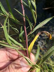 Symphyotrichum lanceolatum lanceolatum