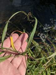 Symphyotrichum lanceolatum lanceolatum