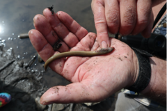 Lethenteron camtschaticum