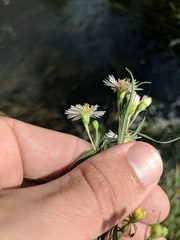 Symphyotrichum lanceolatum lanceolatum