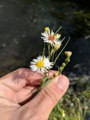 Symphyotrichum lanceolatum lanceolatum