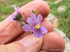 Nemesia denticulata
