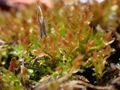 Ptychostomum weigelii