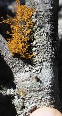 Teloschistes capensis