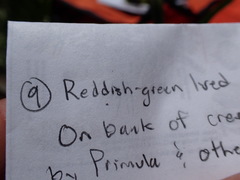 Ptychostomum weigelii