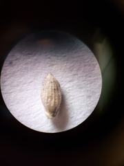 Dichanthelium wilcoxianum