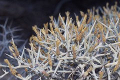 Centaurea spinosa