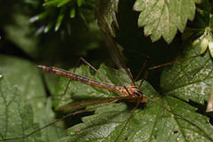 Nephrotoma scurra