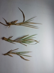 Dichanthelium wilcoxianum