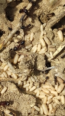 Camponotus sylvaticus