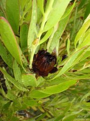 Leucadendron microcephalum