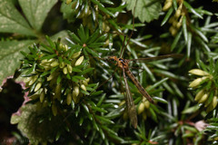 Nephrotoma scurra