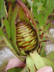 Leucadendron microcephalum