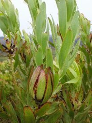 Leucadendron microcephalum