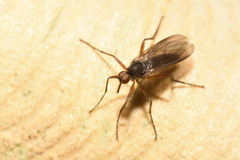 Rhamphomyia variabilis