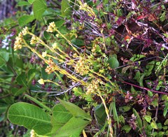Crassula subulata fastigiata