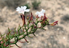 Limonium acuminatum