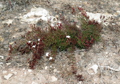 Limonium acuminatum
