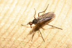 Rhamphomyia variabilis