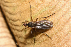 Rhamphomyia variabilis