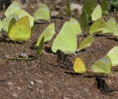 Abaeis mexicana
