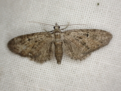 Eupithecia pusillata