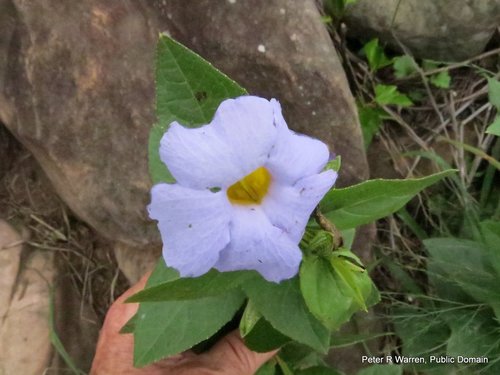 Thunbergia natalensis (Thunbergia natalensis)