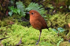 Grallaria saturata