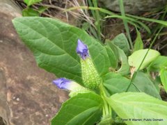 Thunbergia natalensis