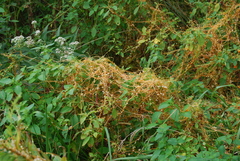 Cuscuta