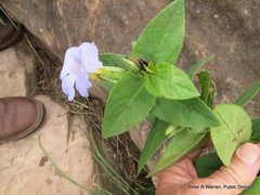 Thunbergia natalensis