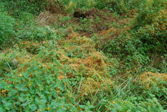 Cuscuta