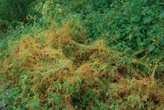 Cuscuta