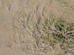 Puccinellia maritima